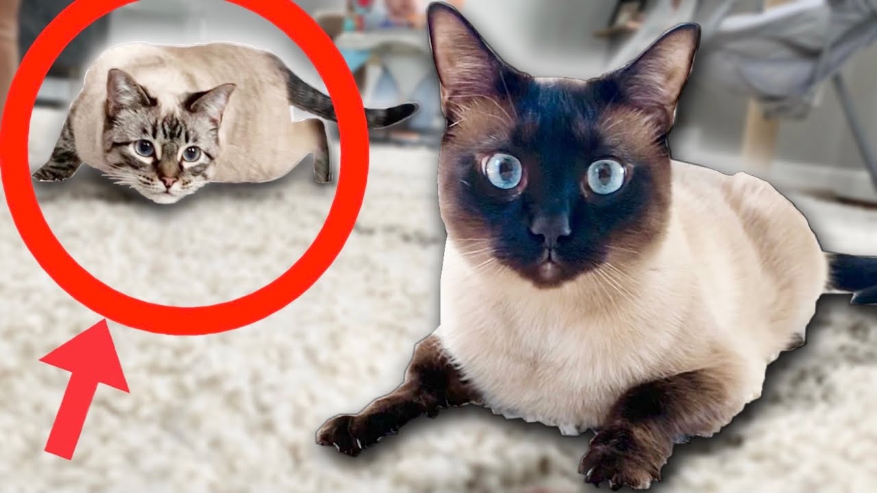 Top 10 Cat Sneak Attacks!