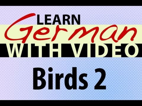 Learn German with Video Common Animals