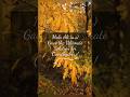 Just Pray And Let Go Imam Ali S A S Timeless Wisdom Mola Ali S A S Quote Shorts Alimola