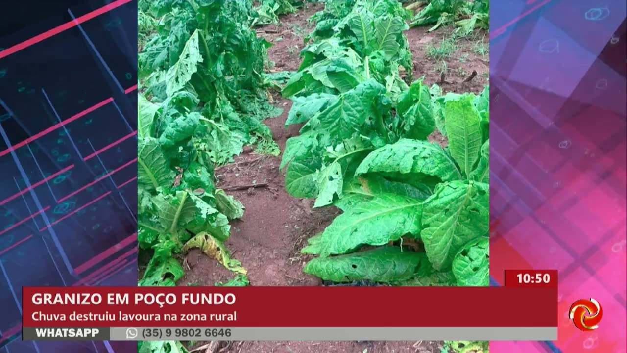 Granizo causa prejuízos em lavouras na zona rural de Poço Fundo