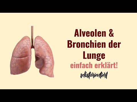 Bronchus, alveoli & alveolar bronchus of the lungs explained simply! - Anatomy | Histology | German