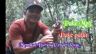 Download lagu Memikat Pentet Raja pake MP3 hp, mikat Herlung,  mikat kurlet mp3