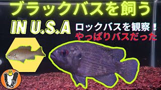 ブラックバスを飼う in U.S.A ロックバスはカッコ良かった