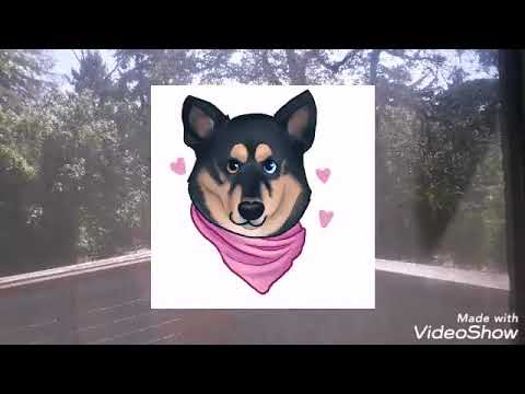 The Problem With Purebred Animals