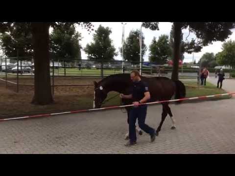 "Cronshagen" - Hengst v. Cancara / Ramirado