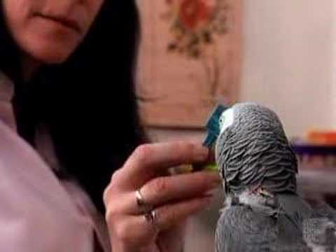 Alex the Parrot — Talking Bird Demonstrates Intelligence