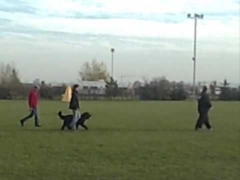 CMBF 2013, Aellis von der Zachersmühle, IPO2 C