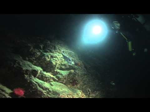 Chimären bei einem Nachttauchgang im Trondheimfjord, Trondheimfjord,Norwegen