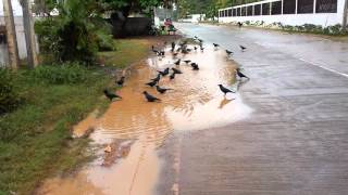 preview picture of video 'Crows on a road. After rain. Sri Lanka'