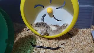 Download lagu 我家老公公/罗伯罗夫仓鼠们的睡姿. Roborovski hamster mp3