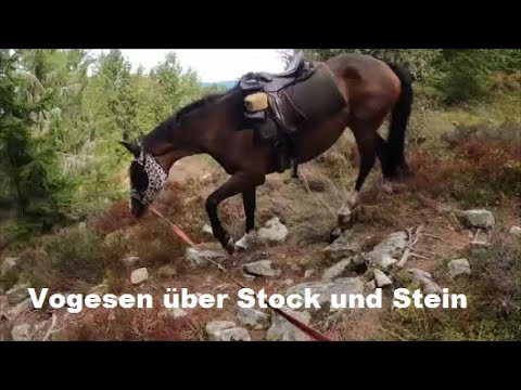 Wanderreiten in den Vogesen - Auri und ich sind gefordert - Steigungen, Felsen ...