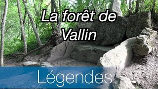 La forêt de Vallin