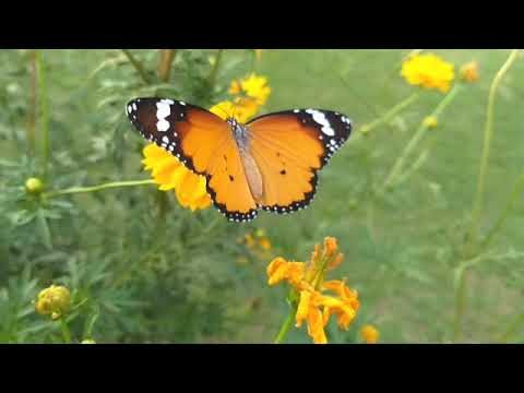 Torley wong - Bangkok Thailand