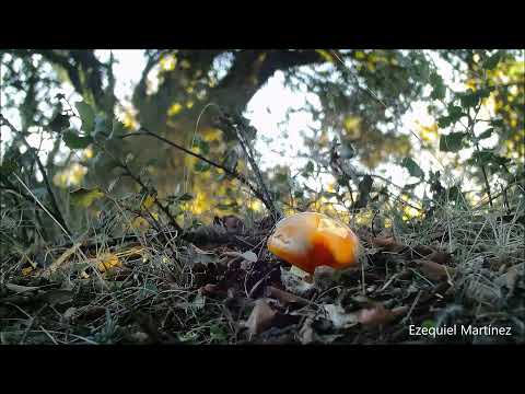 Amanita caesarea TIMELAPSE