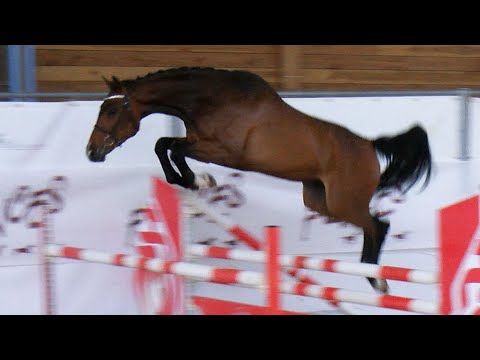 36 - CONTHARGOS STAR PS