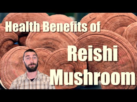 Reishi Mushroom in a Nutshell