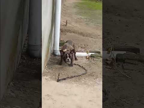 fighter dog Americana dof