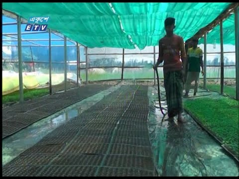 মাটির স্পর্শ ছাড়া বছরব্যাপী চারা উৎপাদন
