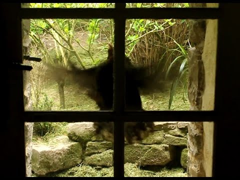 Chicken Language Part 1 Understanding Vocal/Body Language for Problem Solving.