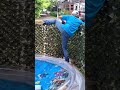 Karen Neighbor LOSES IT Over a Fence 😳 | Crazy Neighbor Freakout  #ytshorts #karen #karenmeltdown