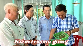Cách chọn giống và ương giống cua biển hiệu quả cao