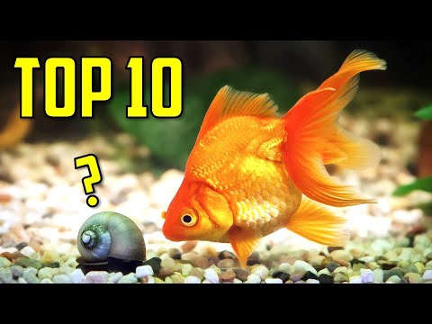 YouTube video about: Will goldfish eat other fish?