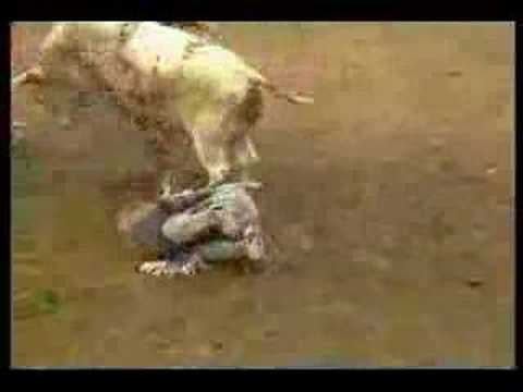 Reno: Round 3 Colby Yates VS Cooter