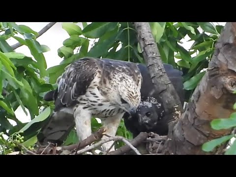 "Feed me! Please, Mum!"  7-week-old Nesting CHANGEABLE HAWK-EAGLE Chick waiting eagerly to be fed.