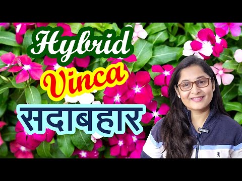 🔴COMPLETE CARE HYBRID VINCA PLANT सदाबहार SADABAHAR PERIWINKLE #vincaplant #gardening #sadabahar