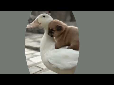 Baby cats-cut & funny cat video compilation ##