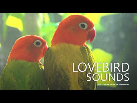 Lovebirds Chirping Sounds - Two Opaline Lovebirds - Young Lovebird