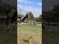 Jeune cheval d'avenir