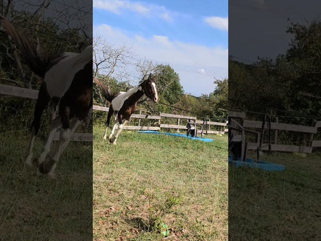 Jeune cheval d'avenir
