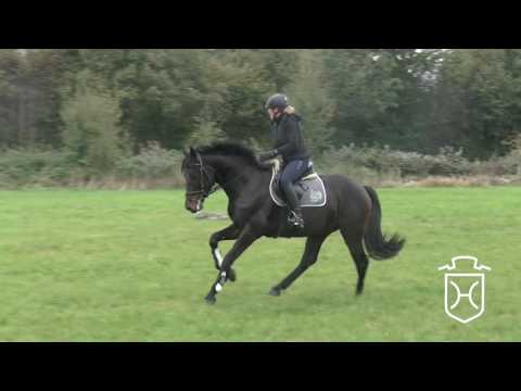 Holsteiner Wallach Corvin von Cormint - Caretino - Landgraf I