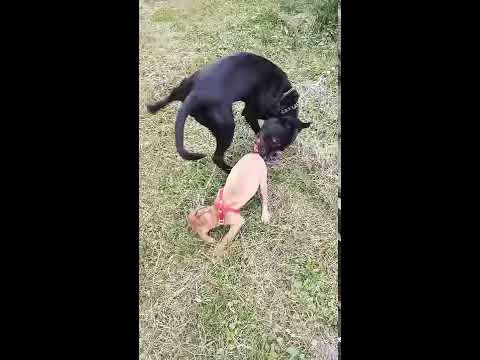 Семи, кавалер 😍