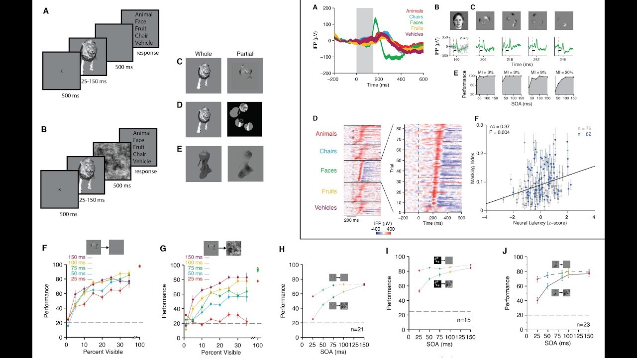 Recurrent computations for visual pattern completion (publication release video)