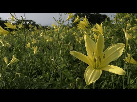 【佐賀県唐津市の風景：4K映像】ゆうすげの里（鎮西町串）(令和5年7月6日撮影）