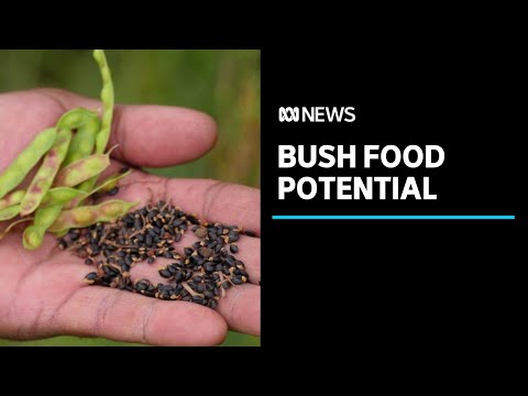 Growing demand for bush food helping to lower Indigenous unemployment | ABC News