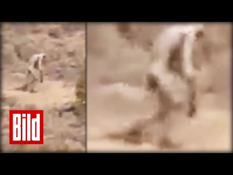 Yeti oder Chupacabra in Portugal - Fabelwesen gesichtet