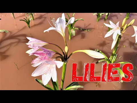 The Sandhof Farm Lilies in full bloom in Maltahöhe, southern Namibia