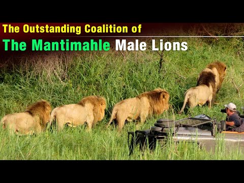 The Mantimahle Male Lions | A Paragon of How to Conquer and Rule in the Lion World