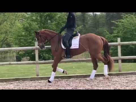 SOLD!*2017 mare by. Sir Heinrich x Lauries Crusador xx