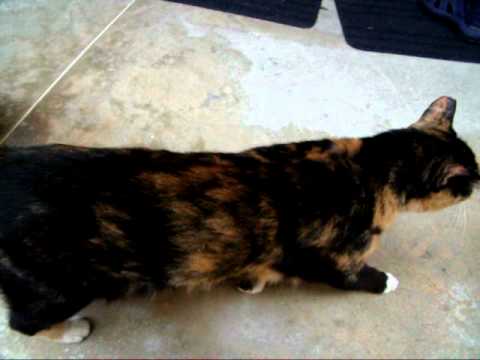 Calico Cat (Black-Orange-White)