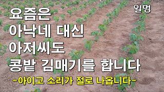 콩밭 김매기-아이고 소리가 절로 나오네요.