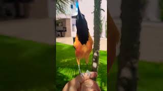 Download lagu Campo Troupial bird #shorts #amazing #bird #public #viralshorts #viral #4k #trending #nature #short mp3