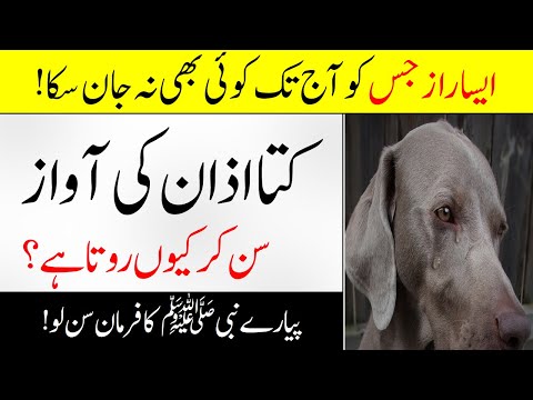 Azaan Ki Awaaz Sun Kr Kuttay Ku Rotay Hein | Why dog Cry after hearing Azaan | MT