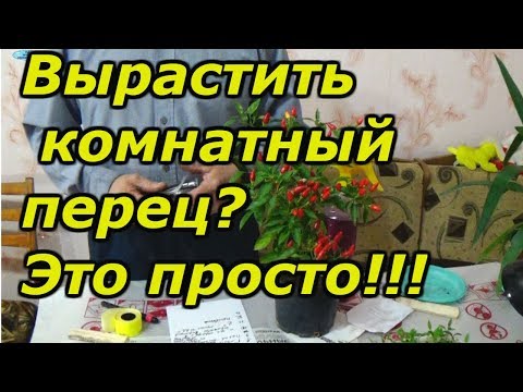 ХОТИТЕ ВЫРАСТИТЬ КОМНАТНЫЙ ПЕРЕЦ? ВСЁ ОЧЕНЬ ПРОСТО!!!