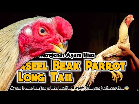 , title : 'Ayam Aseel Beak Parrot Long Tail || Ayam Hias Yang Harganya Puluhan Juta'