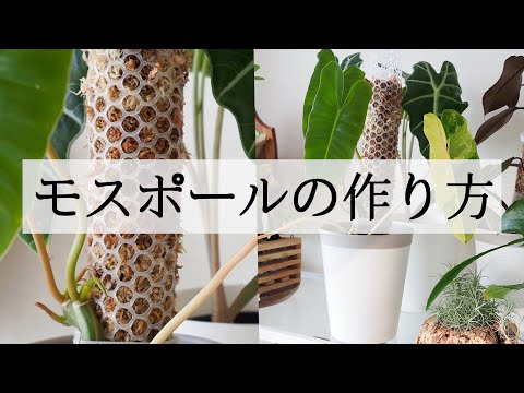 自分だけの観葉植物の支柱を作ろう ライフスタイル