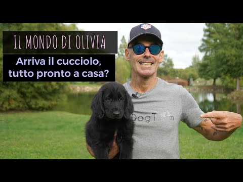 Arriva il cucciolo, tutto pronto a casa? Il mondo di Olivia